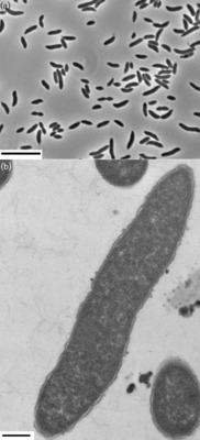 Image of organism in genus unclassified Cloacibacillus