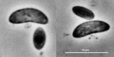 Image of organism in genus Selenomonas bovis